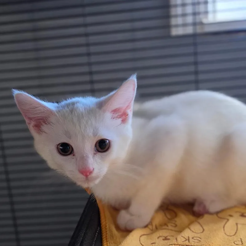 A baby small-sized male White Domestic Short Hair cat named Merry for adoption in Muncie, IN