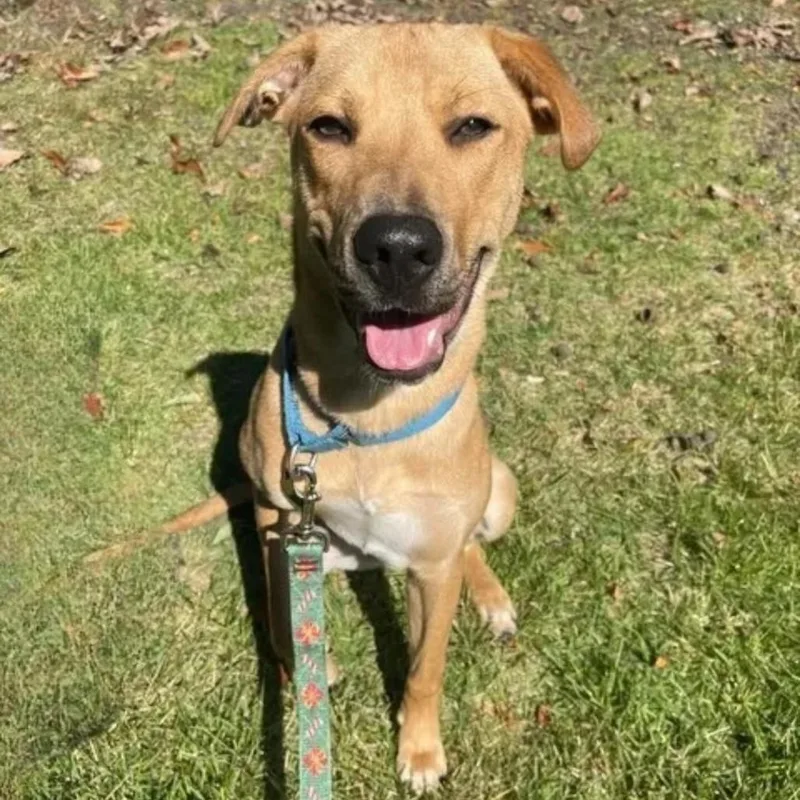 A young medium-sized male Basset Hound dog named Finding Nemo for adoption in Voorhees, NJ