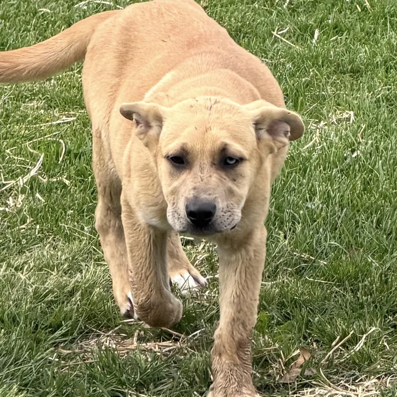 A baby large-sized male Yellow / Tan / Blond / Fawn Great Dane dog named Smuckers for adoption in Hindsboro, IL