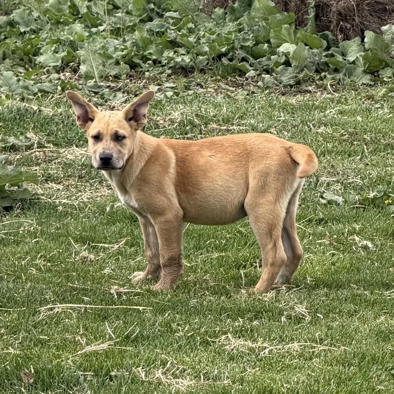 Smuckers thumbnail 2