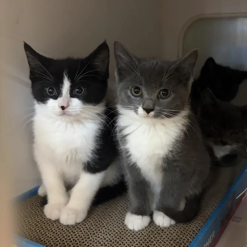 A baby small-sized female Black Domestic Short Hair cat named Beatrix for adoption in Potomac, MD
