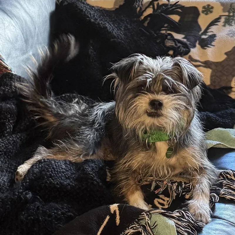 An adult small-sized female Mixed Breed dog named Lola for adoption in Hailey, ID