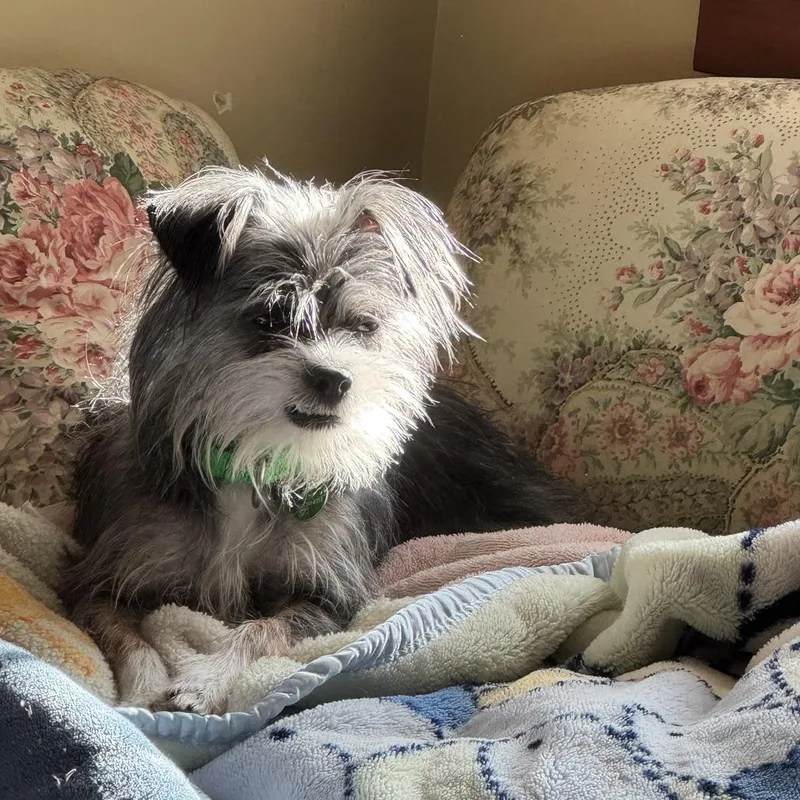 Lola thumbnail 4