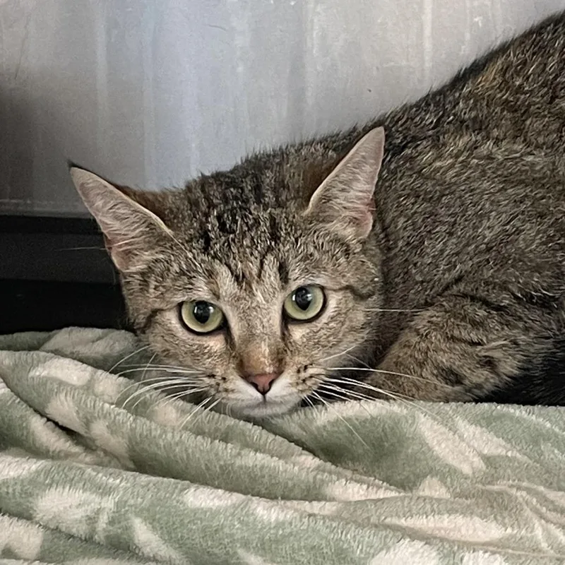 A baby small-sized female Gray / Blue / Silver Domestic Short Hair cat named Ffsa for adoption in West Des Moines, IA