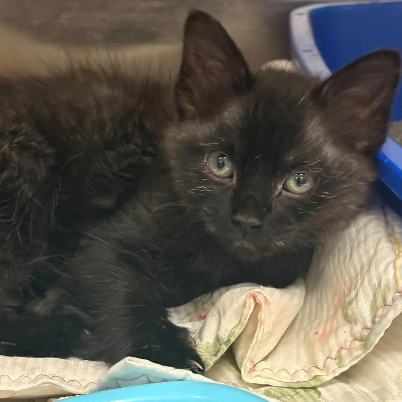 A baby small-sized female Black Domestic Short Hair cat named Agnes for adoption in East Hanover, NJ