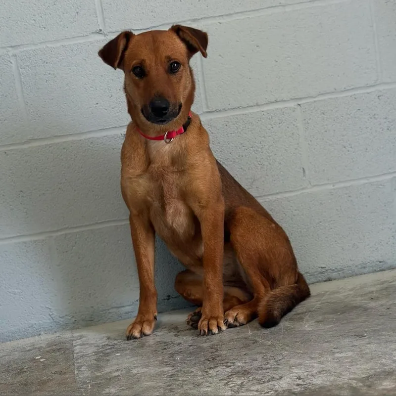 Pink Whitney thumbnail 4