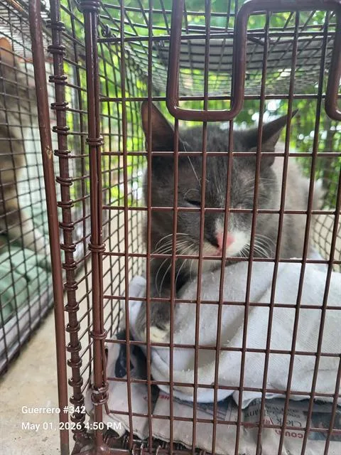 An adult medium-sized male Domestic Short Hair cat named 1-3 for adoption in San Antonio, TX