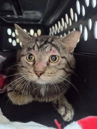 Pyrite