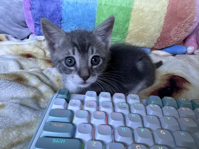 A baby medium-sized female Domestic Short Hair cat named Odessa for adoption in Lincoln, CA