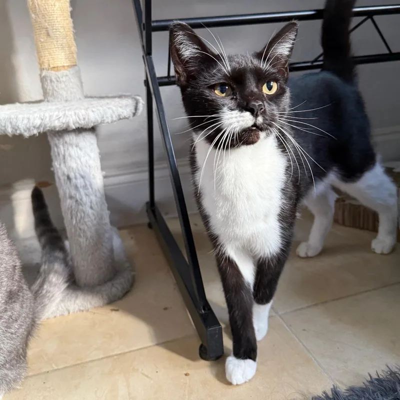 A young medium-sized male Black & White / Tuxedo Domestic Short Hair cat named Fritter for adoption in Hollywood, FL