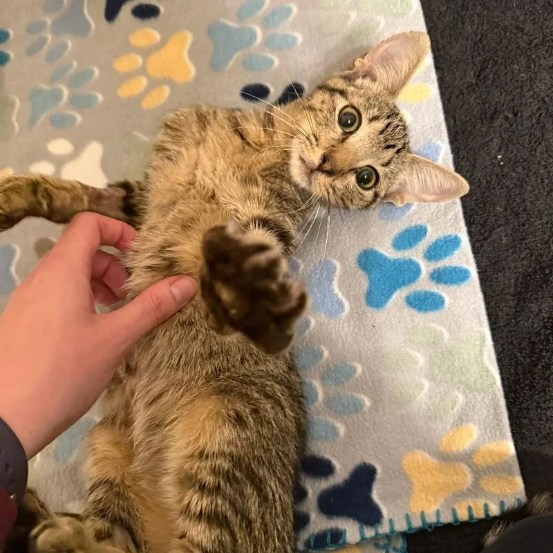 A baby small-sized female Brown / Chocolate Domestic Short Hair cat named Thumbelina for adoption in Austin, TX