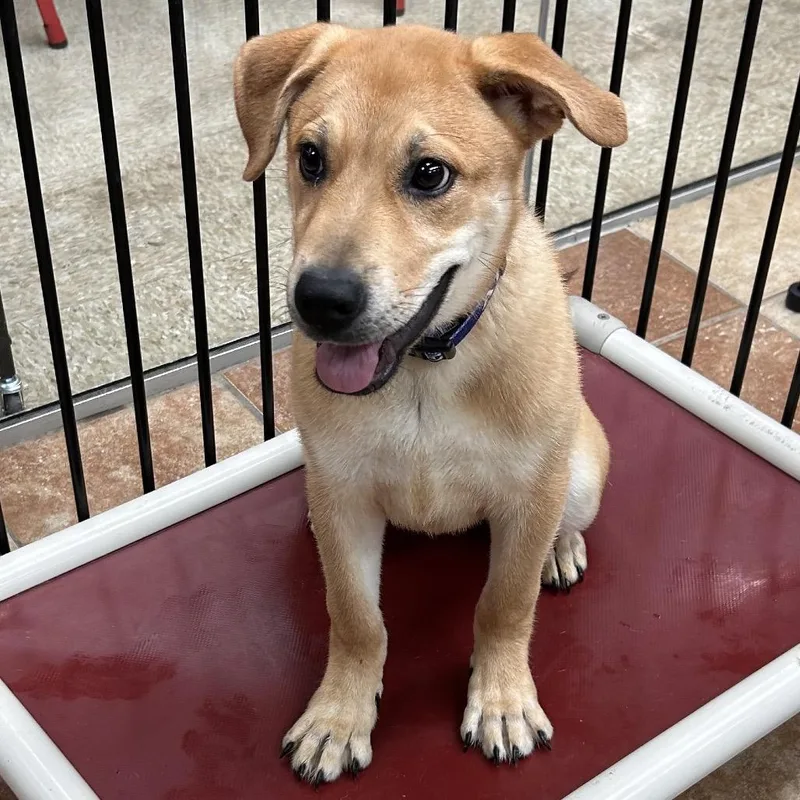 A baby medium-sized female Labrador Retriever dog named Serena for adoption in Midland, TX