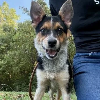 A baby small-sized female Black Mixed Breed dog named Juniper for adoption in Jeffersonville, IN