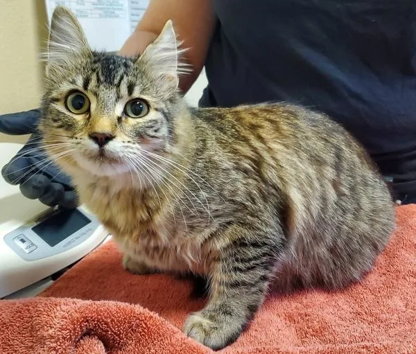 A young small-sized female Domestic Long Hair cat named Sakura for adoption in Oceanside, CA