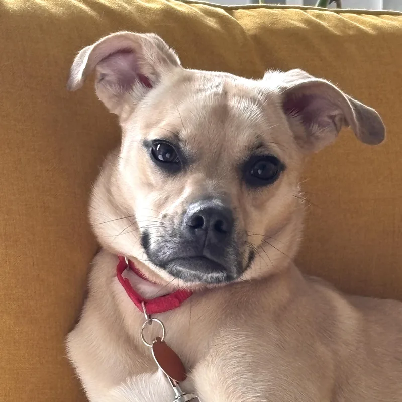 A young small-sized female Yellow / Tan / Blond / Fawn Pug dog named Stali for adoption in Brooklyn, NY