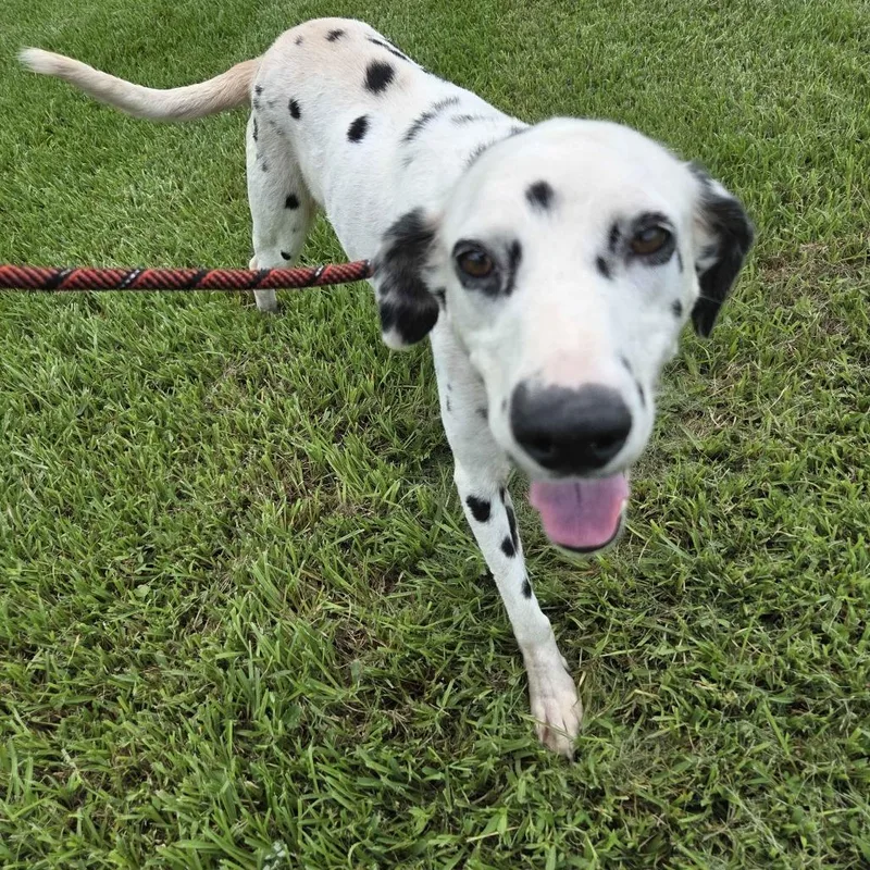 An adult medium-sized female White / Cream Dalmatian dog named Perdita for adoption in Beaumont, TX