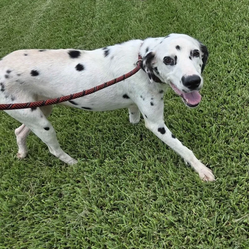 Perdita thumbnail 2
