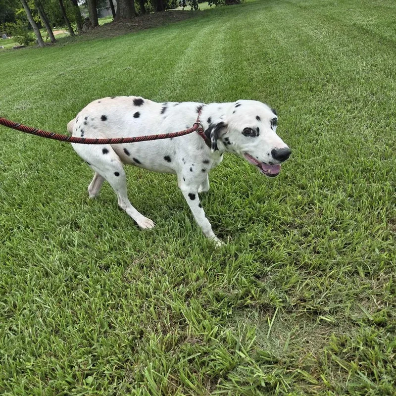 Perdita thumbnail 4