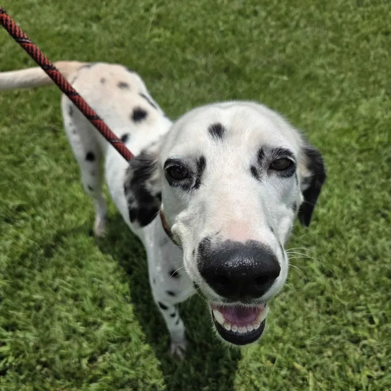 Perdita thumbnail 5