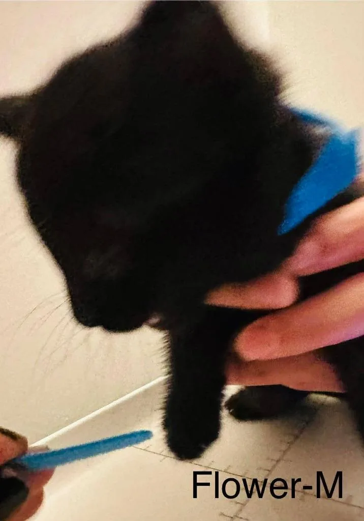 A baby medium-sized male Domestic Short Hair cat named Flower for adoption in Cloquet, MN