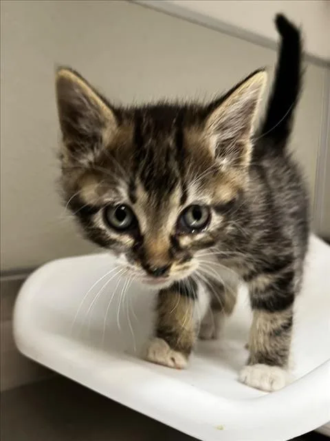 A baby small-sized male Domestic Short Hair cat named Bosque for adoption in Tracy, CA