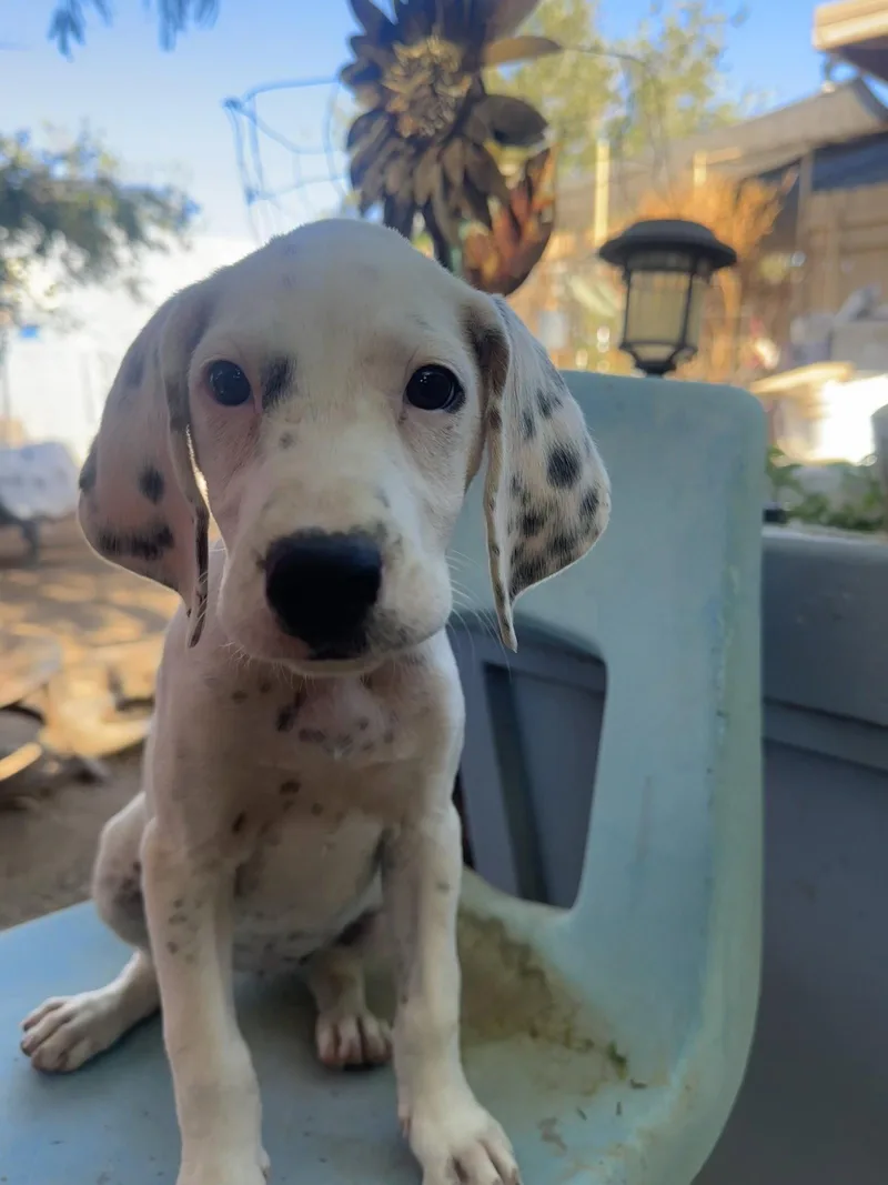 A baby small-sized female Beagle dog named Willow for adoption in Apple Valley, CA
