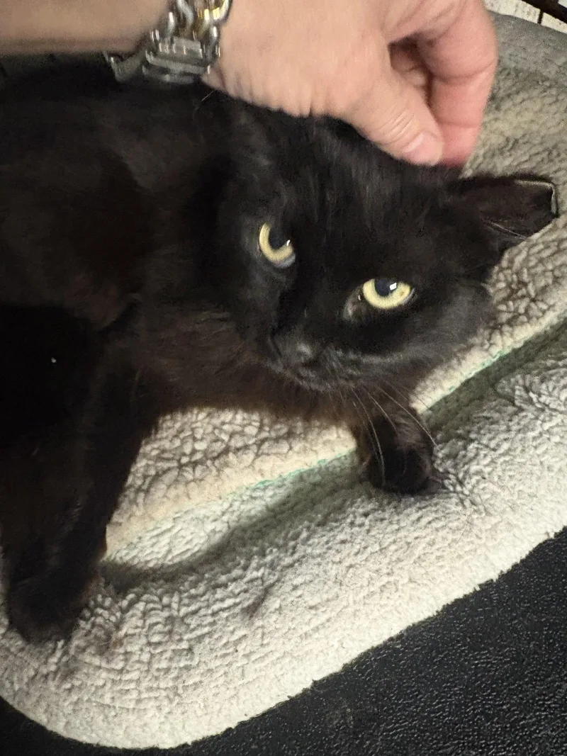 An adult medium-sized female Black Domestic Medium Hair cat named Rain for adoption in Brooklyn, NY
