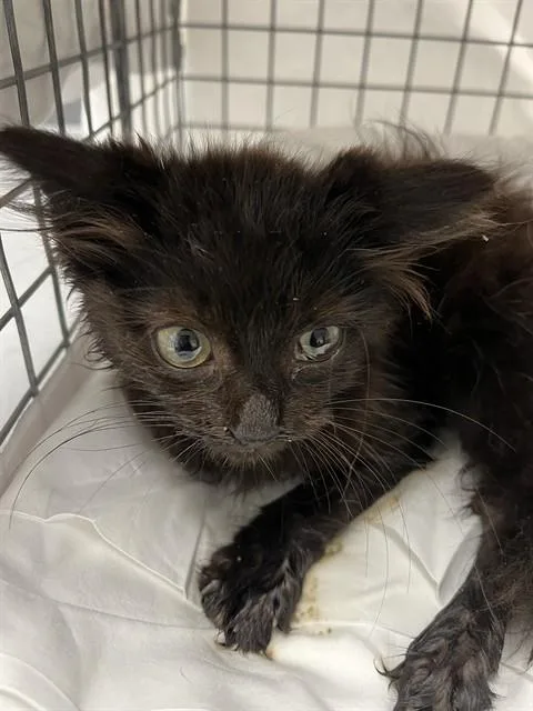 A baby small-sized female Domestic Medium Hair cat named A for adoption in Fort Lauderdale, FL