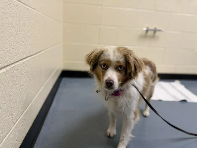 An adult medium-sized male Australian Shepherd dog named Conrad E for adoption in Denver, CO