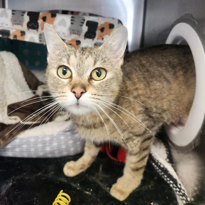 An adult small-sized female Brown / Chocolate Domestic Short Hair cat named Rue for adoption in Brockton, MA