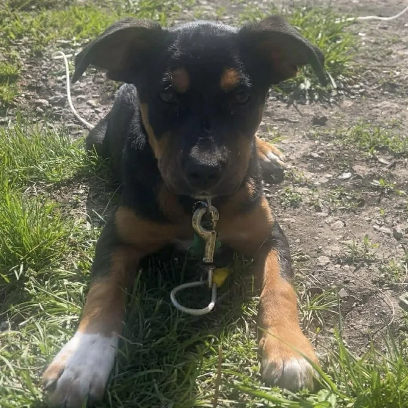 A baby medium-sized female Black Rottweiler dog named Hops for adoption in Olathe, KS