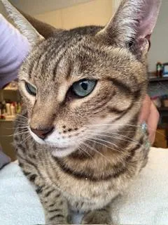 An adult medium-sized male Tabby (Brown / Chocolate) Domestic Short Hair cat named Hudson for adoption in Winter Haven, FL