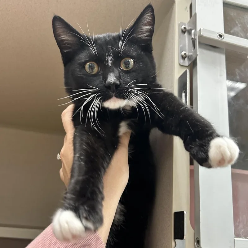 A baby small-sized male Domestic Short Hair cat named Mayhem for adoption in Durango, CO