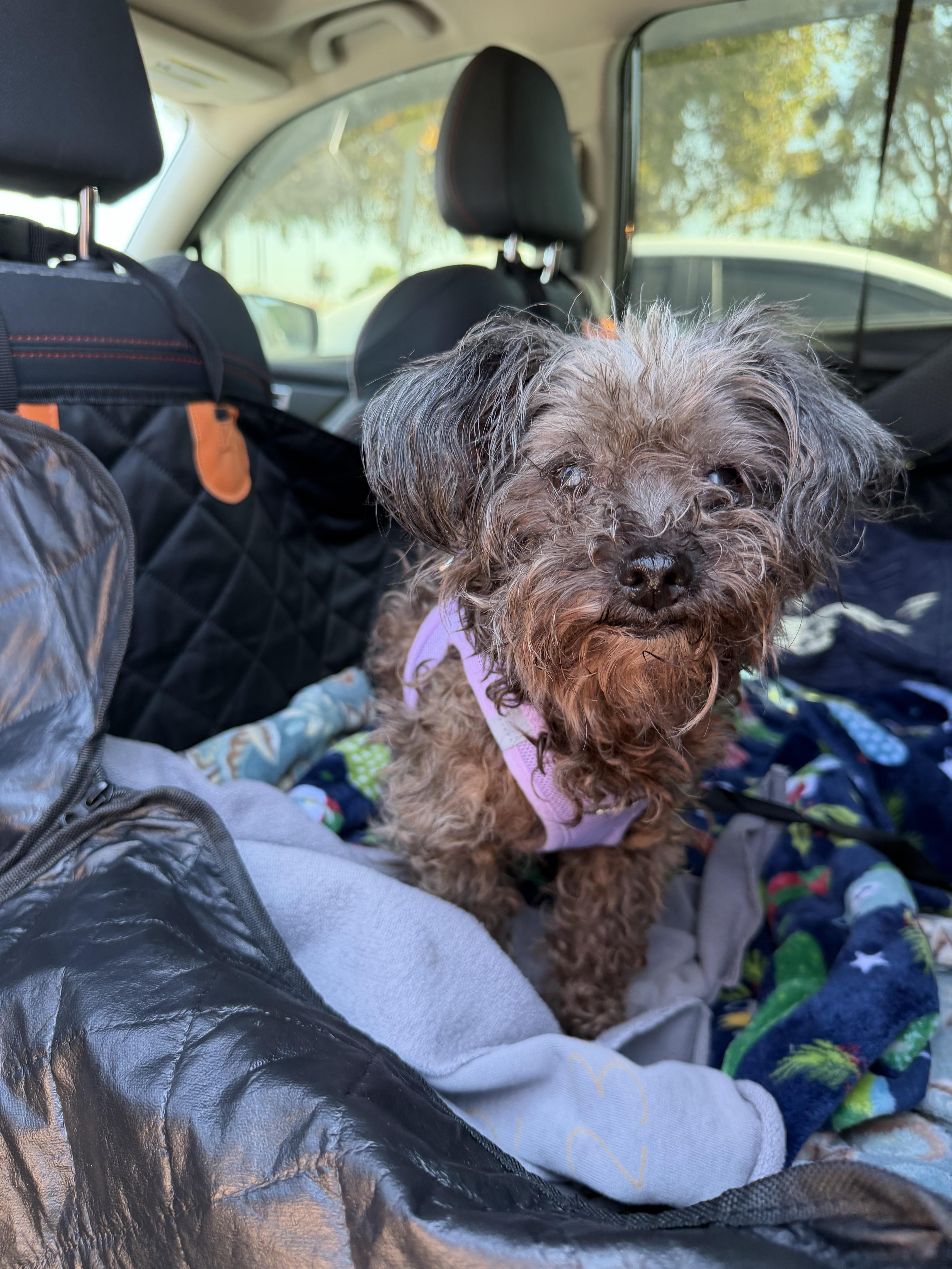 A senior small-sized female Bicolor Miniature Poodle dog named Bella for adoption in Laguna Beach, CA