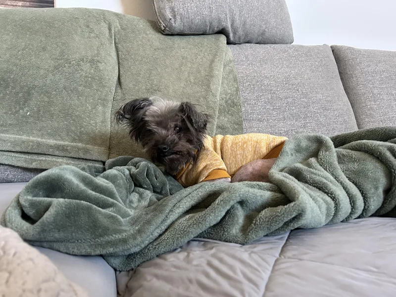 Bella thumbnail 3