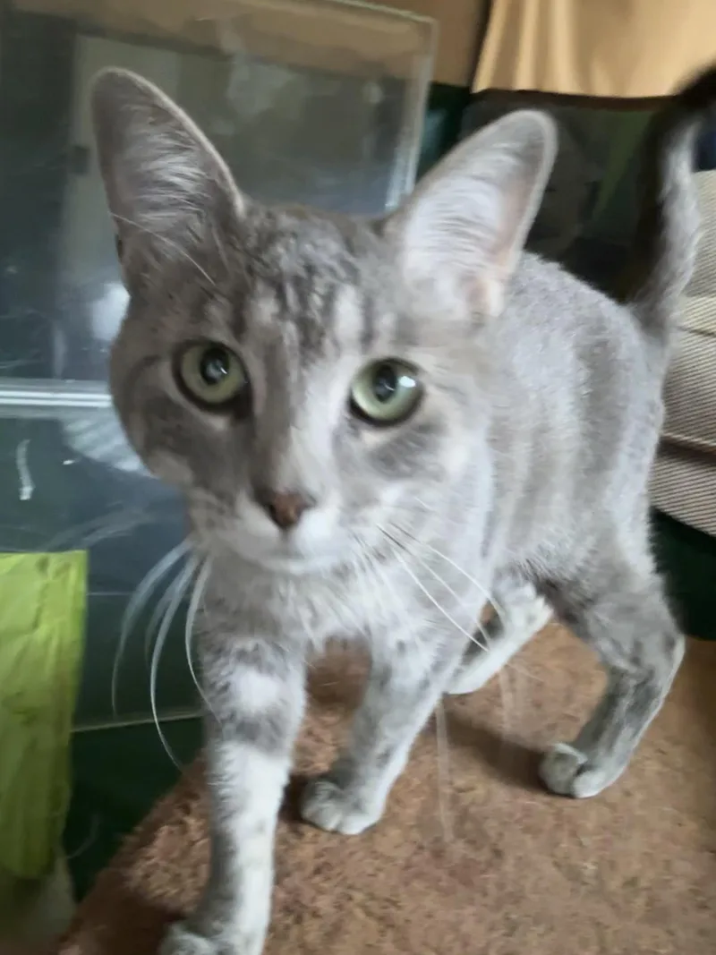 A young medium-sized female Tabby (Gray / Blue / Silver) Domestic Short Hair cat named Lain for adoption in Denver, CO