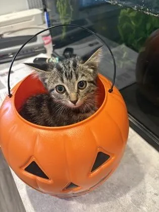 A baby small-sized male Domestic Short Hair cat named Holiday for adoption in Paducah, KY