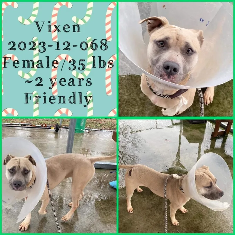 An adult medium-sized female Pit Bull Terrier dog named Vixen for adoption in Winder, GA