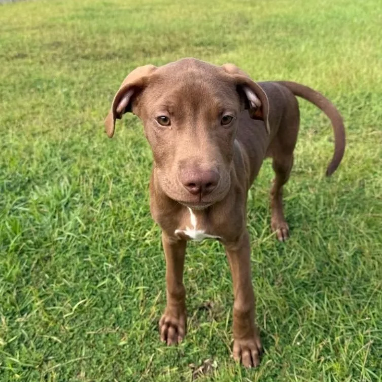 A baby medium-sized male Chocolate Labrador Retriever dog named Scooby for adoption in Pensacola, FL
