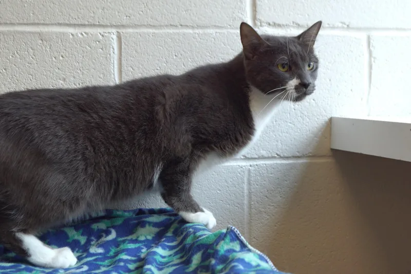 Silver Wing thumbnail 4