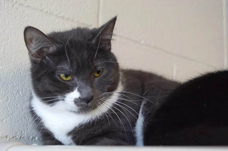 Silver Wing thumbnail 6