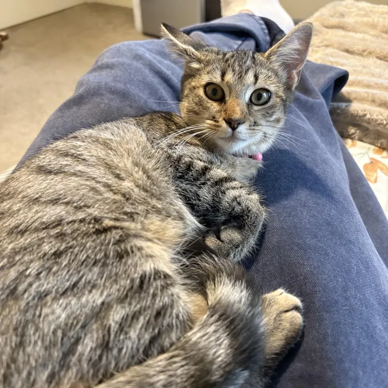 A baby small-sized female Brown / Chocolate Domestic Short Hair cat named Pumpkin for adoption in Harrisonburg, VA