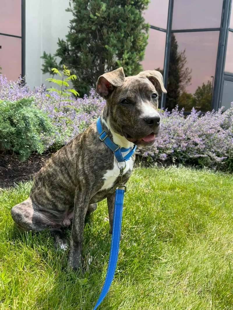 A young large-sized male Brindle Pit Bull Terrier dog named Bark Vader for adoption in Roachdale, IN