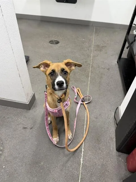 A young large-sized female German Shepherd Dog dog named Pineapple for adoption in Mesa, AZ