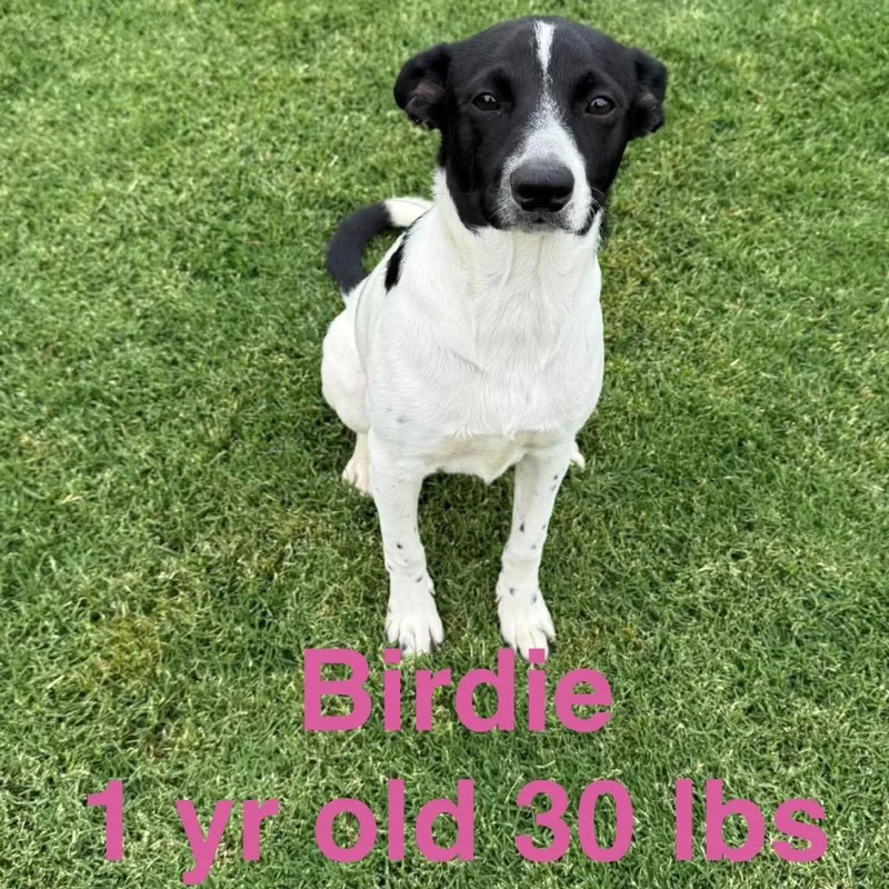A young medium-sized female Black Jack Russell Terrier dog named Birdie for adoption in Rockville, MD