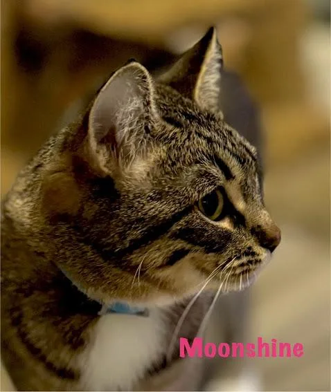 Mama Moonshine thumbnail 3