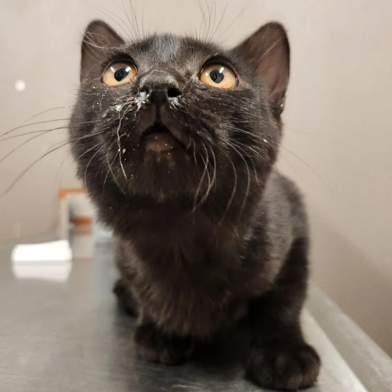 A baby small-sized male Black Domestic Short Hair cat named John Wick for adoption in Reno, NV