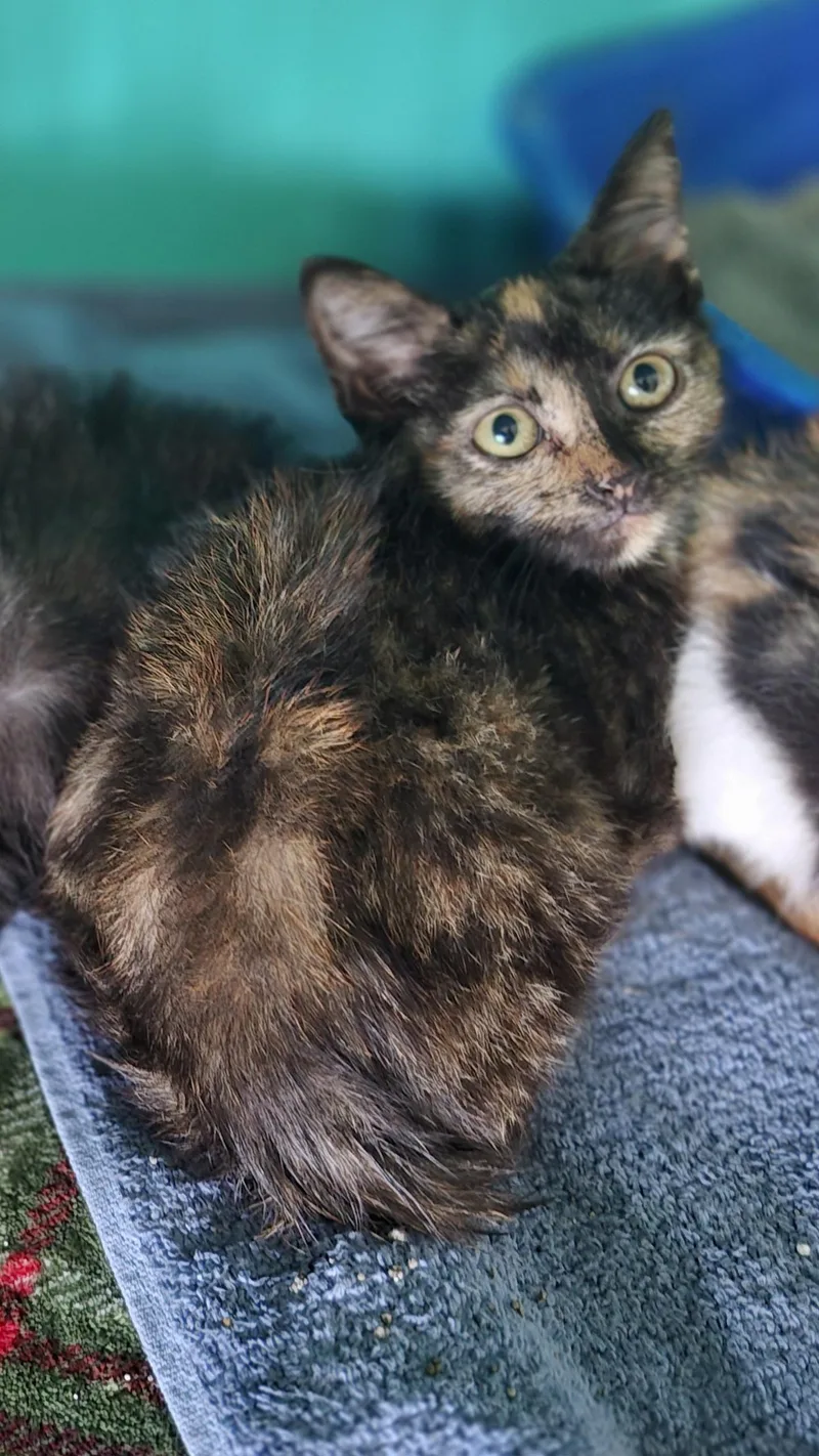 A baby small-sized female Domestic Medium Hair cat named Fidget for adoption in Lynchburg, TN