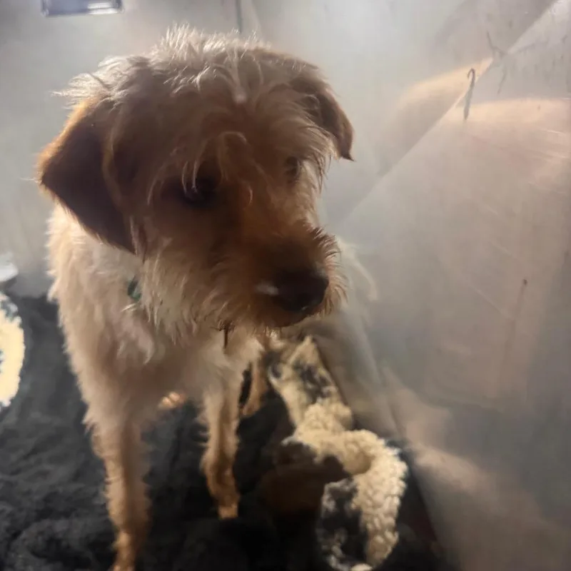 A senior small-sized male White / Cream Mixed Breed dog named Asta for adoption in Philadelphia, PA