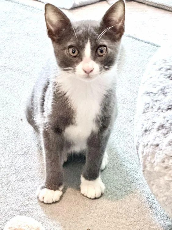 Leia